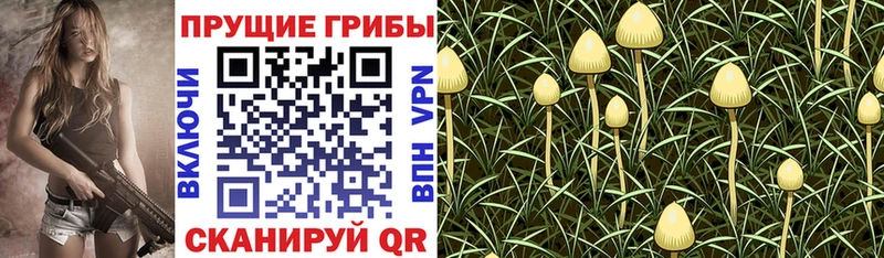 купить   Андреаполь  Псилоцибиновые грибы Psilocybine cubensis 